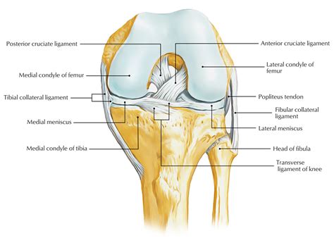 Tendon and ligament repair near graton  Tendinitis is inflammation of the thick fibrous cords that attach muscle to bone